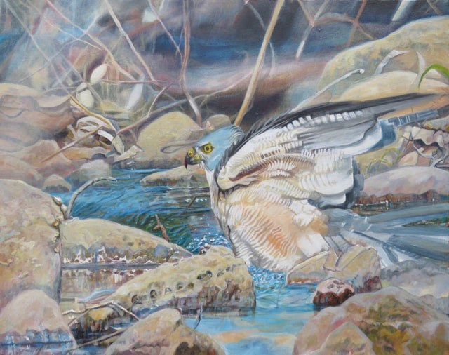 Pam Schultz, artist, captured this rare scene of a Brown Goshawk bathing at Wollogorang Station, NT. This painting was a FINALIST at the prestigious Holmes Art Prize for Excellence in Realistic Australian Bird Art in 2019.