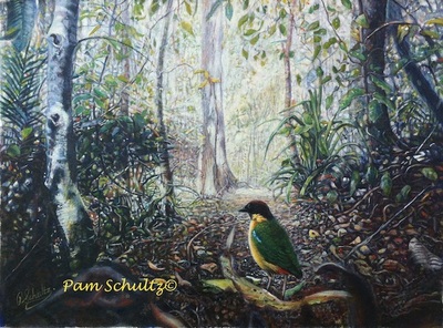 An oil painting of a Noisy Pitta in the Wet Tropics World Heritage Area in Queensland