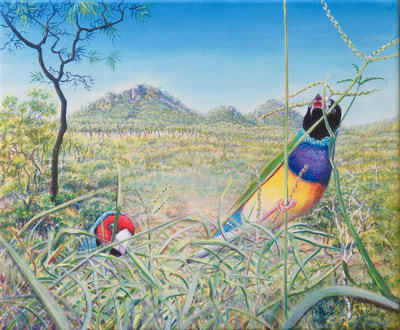 Gouldian finches feeding in the Queensland outback 