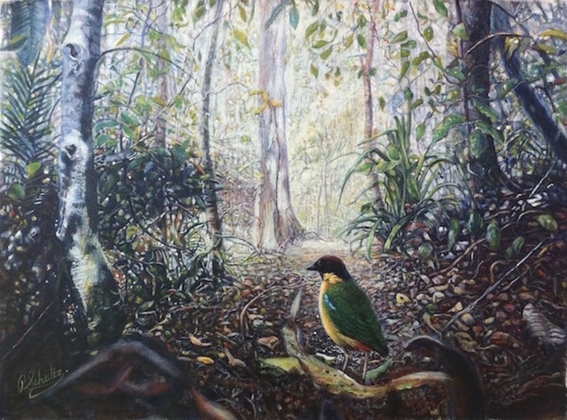 The Noisy Pitta of the Wet Tropics World Heritage Area of North Queensland, Australia, has a loud call sounding like; walk to work, walk to work. The birds forage the rainforest floor looking for juicy food such as snails that they break open with an anvil or rock.